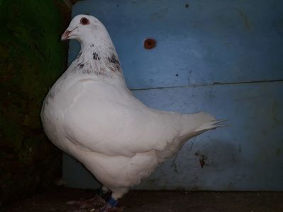 Vandut