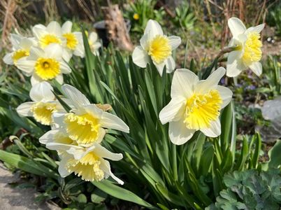 ICE Follies 31