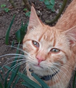 ; Tomiță,  The chat ❤
