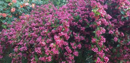 weigela cred ca este bristol ruby