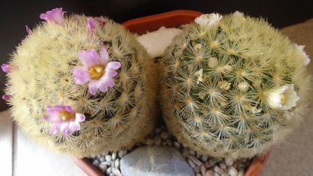 Mammillaria carmenae f. albiflora & Mammillaria carmenae (flori roz)
