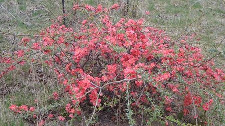 Gutui japonez (Chaenomeles japonica)