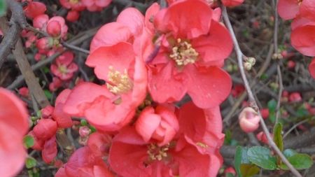 Gutui japonez (Chaenomeles japonica)