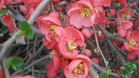 Gutui japonez (Chaenomeles japonica)