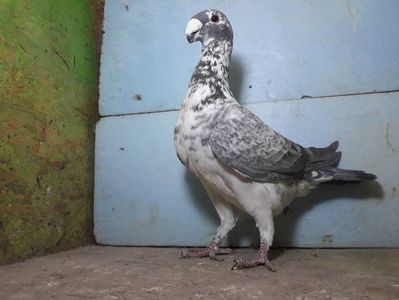 Vandut