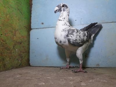 Vanduta