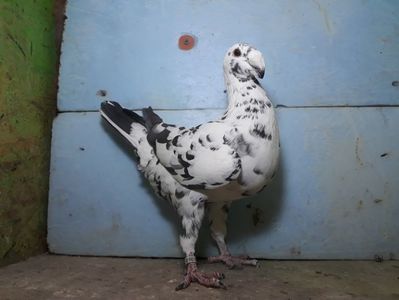 Vanduta