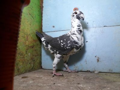 Vanduta