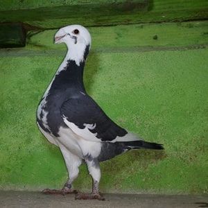 Vandut