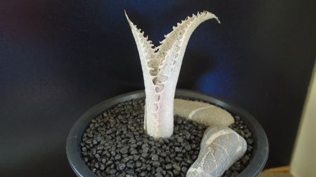 Dyckia marnier-lapostollei, Minas Gerais, Brazilia