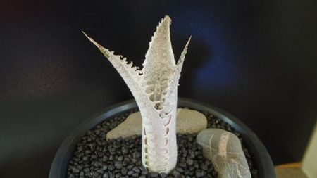 Dyckia marnier-lapostollei, Minas Gerais, Brazilia