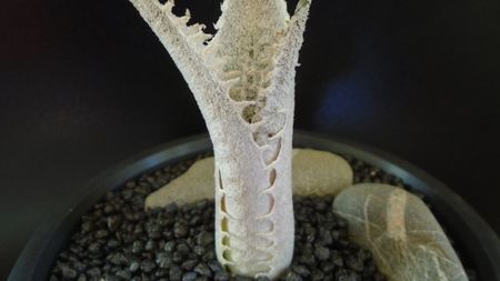 Dyckia marnier-lapostollei, Minas Gerais, Brazilia