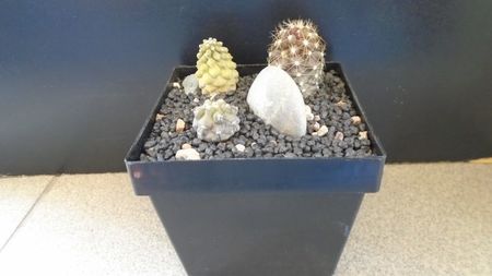 Grup de 3 Copiapoa; Copiapoa calderana
Copiapoa maritima
Copiapoa hypogaea cv. Lizard Skin
