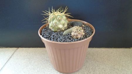 Copiapoa haseltoniana & Copiapoa gigantea v. haseltoniana