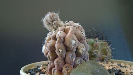 Eriosyce (Thelocephala) napina & Eriosyce taltalensis ssp. paucicostata