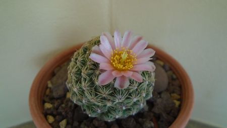 Pediocactus knowltonii