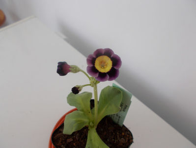 Primula auricula-,,lilian hill''