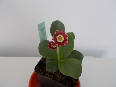 Primula Auricula-,,noelle''