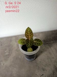 6.04.2022
