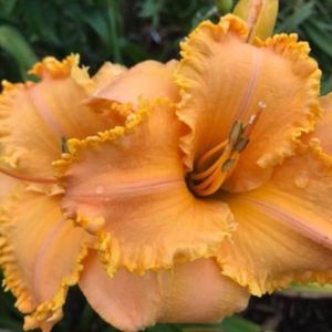 Crown Of Creation - bloomed