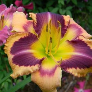 Lone Star Sweetheart 2 - bloomed