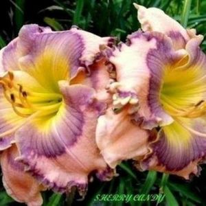 Sherry Candy 1 - bloomed