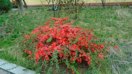 Gutui japonez (Chaenomeles japonica)