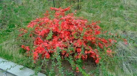 Gutui japonez (Chaenomeles japonica)