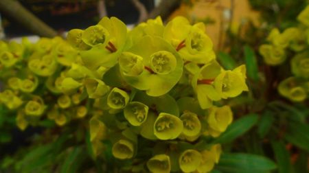 Euphorbia amygdaloides