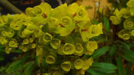 Euphorbia amygdaloides