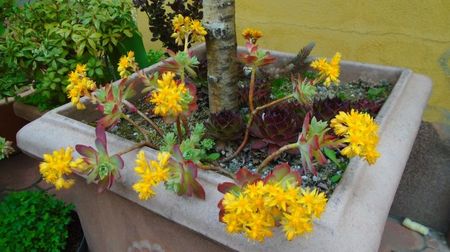 Suculenta hardy, origine Grecia