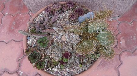 Minirocaria reamenajata