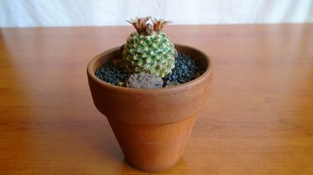 Pediocactus knowltonii