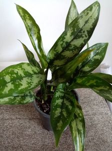 Aglaonema Maria 25lei.planta din ghiveci