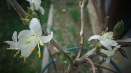 Lonicera fragrantissima