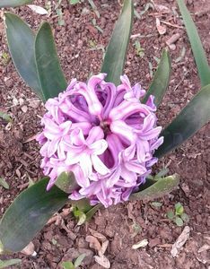 Purple Star:Hyacinthus: violet