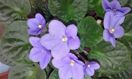 Violeta Mov deschis