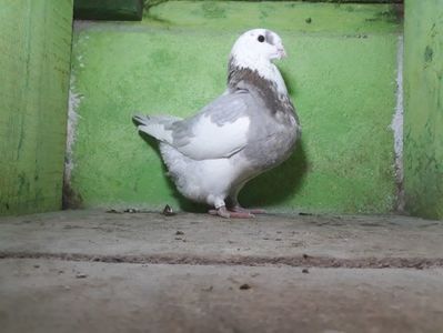 Vanduta
