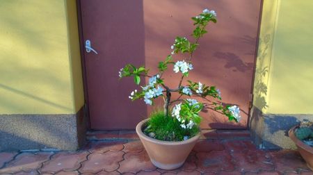 12 apr. 2022 - Mar decorativ (Malus X robusta ”Red Sentinel”)