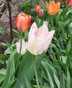 ; Prea repede s-au trecut narcisele..
