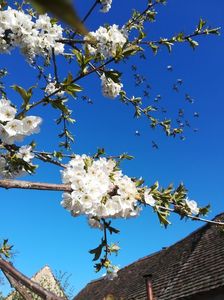 Antrenament printre flori de cireș