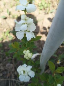 exochorda racemosa