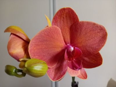 Phalaenopsis Golden Brick, 16.04.2022