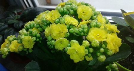 Kalanchoe- Planta Zâmbetului