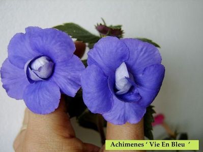 SRG's 'Vie En Bleu'