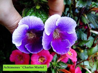 SRG's 'Charles Martel'