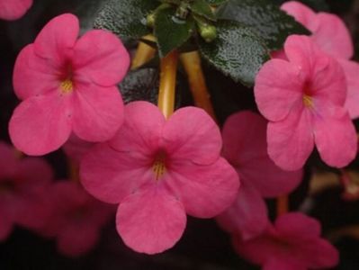 Jay Dee Pink