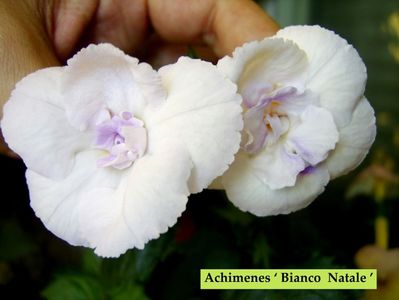 SRG's 'Bianco Natale'