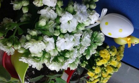 Kalanchoe- Planta Zâmbetului