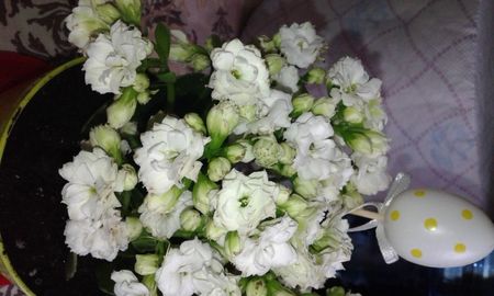 Kalanchoe- Planta Zâmbetului